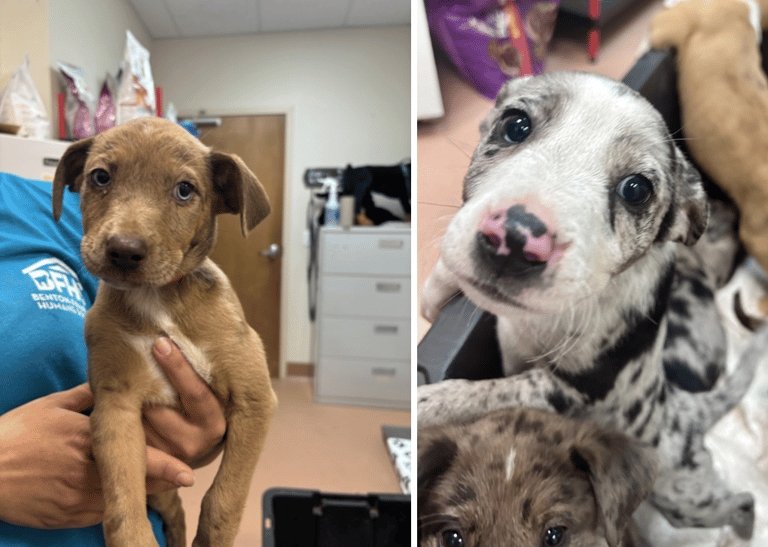 #1 Dog Adoption Myth Debunked: You Can’t Find Puppies At Shelters.